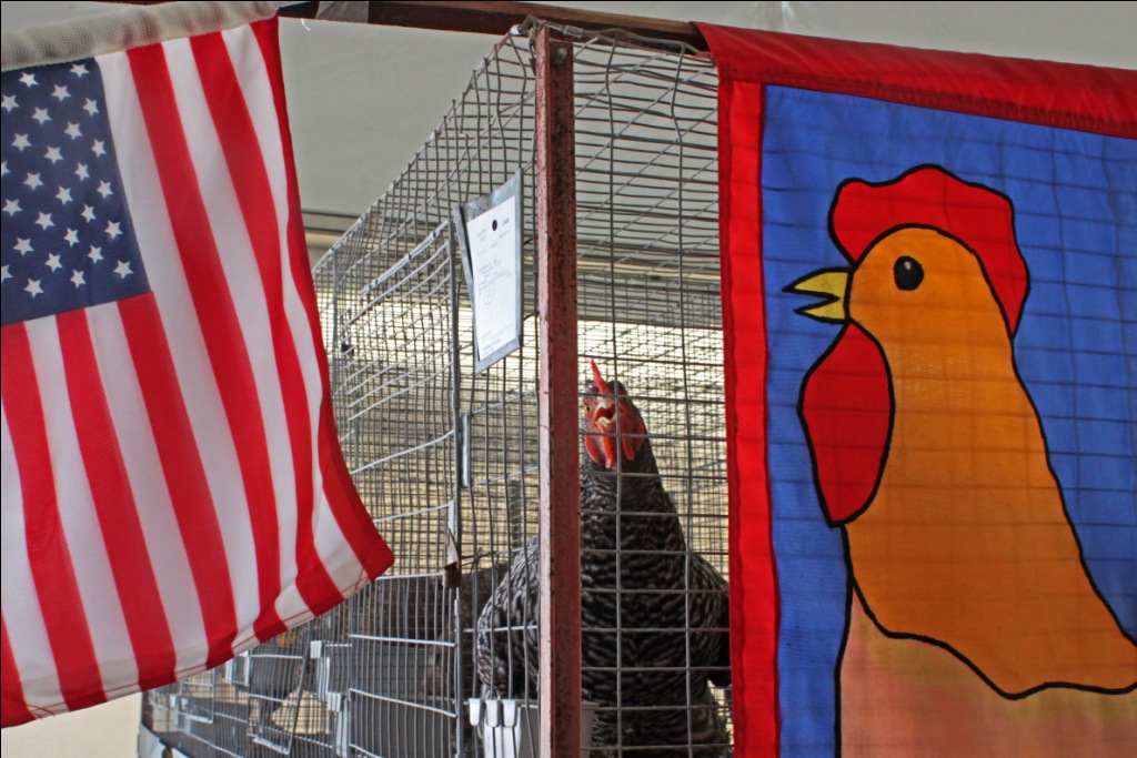 Does asian countries import american chickens
